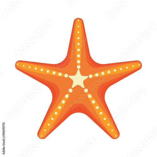 Sea star caribbean starfish on a white background