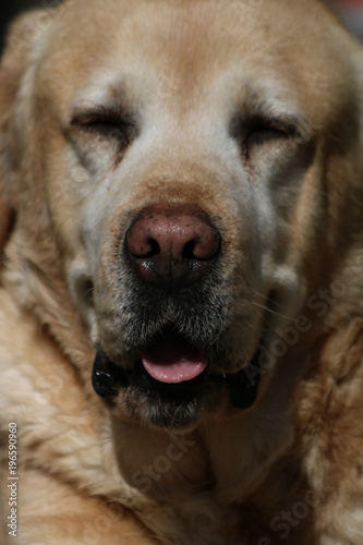  Portrait Of Labrador Retriever 