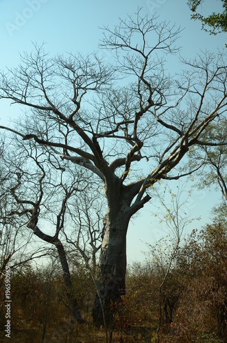THe African landscape. Baobab. Zimbabwe © Oleg Saenko