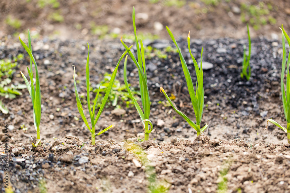 Saplings of onion in the garden in the spring Saplings of onion in the garden in the spring