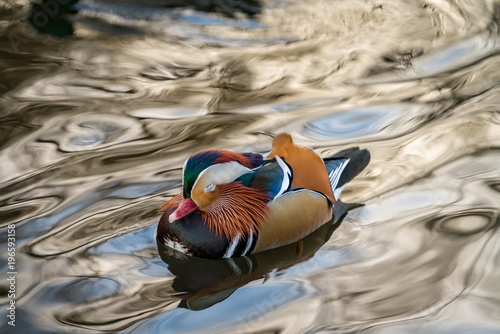 Mandarin duck floating and calm on the water, lonely animal