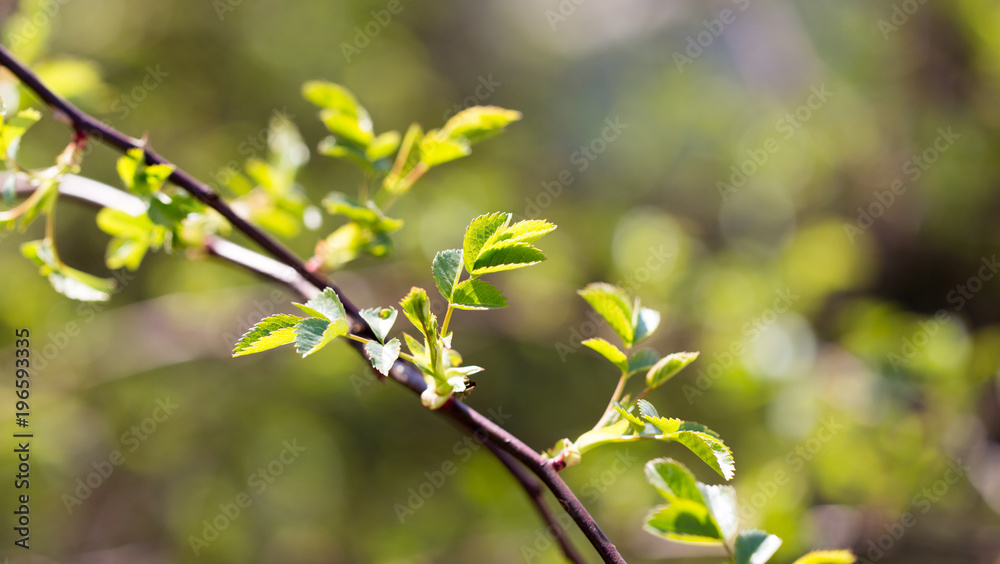 Young green leaves on branches in spring Young green leaves on branches in spring