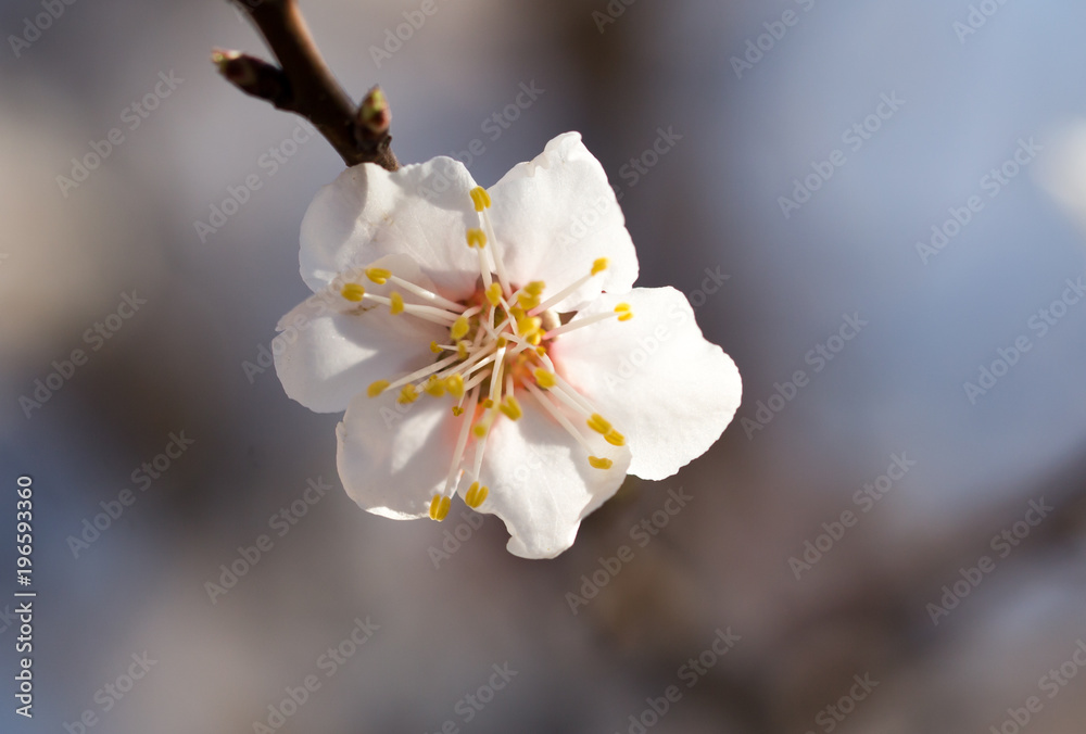 White flowers on a tree in spring