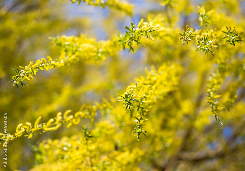 Yellow flowers on willow branches in spring Yellow flowers on willow branches in spring
