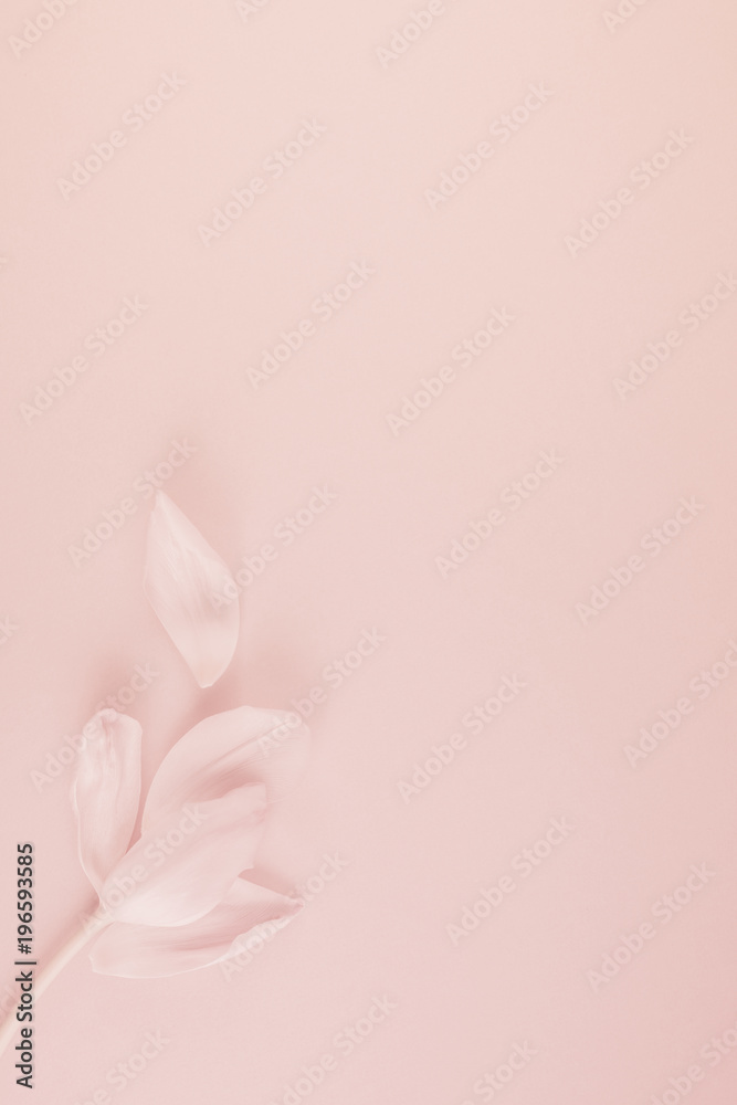Pink tulip with petals on pink background Flat lay