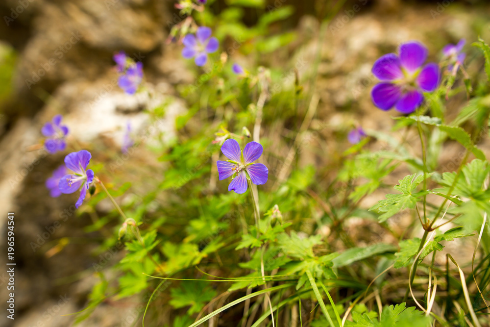 Beautiful blue flower in the wild Beautiful blue flower in the wild