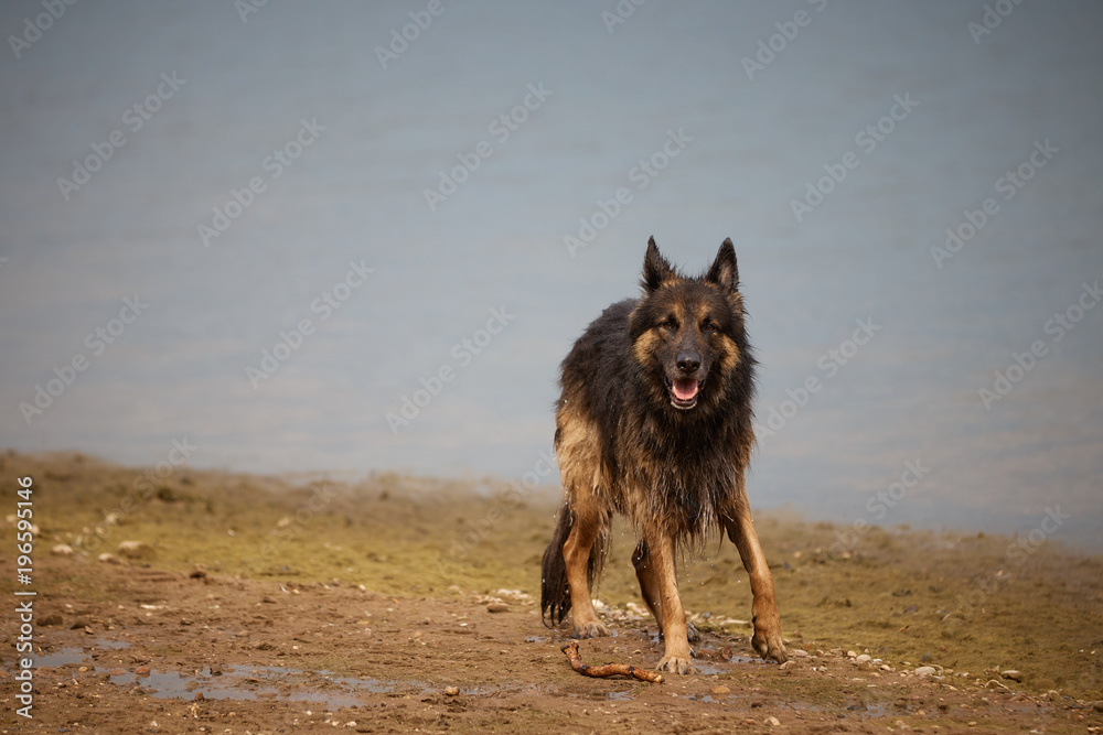 German Shepherd on shore .