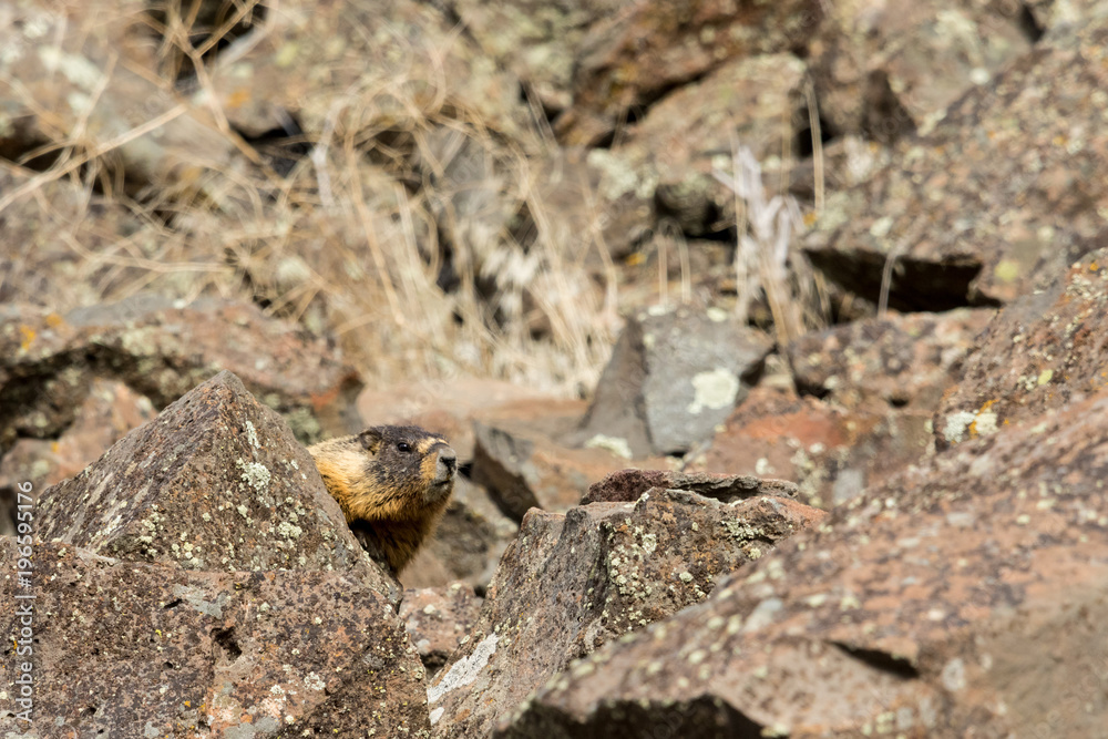Yellow-bellied Marmot (Male) 1 Yellow-bellied Marmot (Male) 1