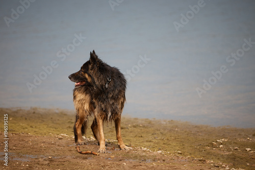 German Shepherd on shore . © Aleksandrs