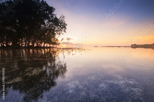 Sunrise view of Isolated trees grow on the water at the sea.