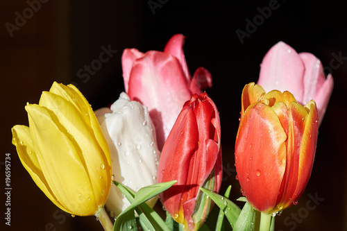 Beautiful fresh spring flowers. Variety of tulip tulips in a dark background photo