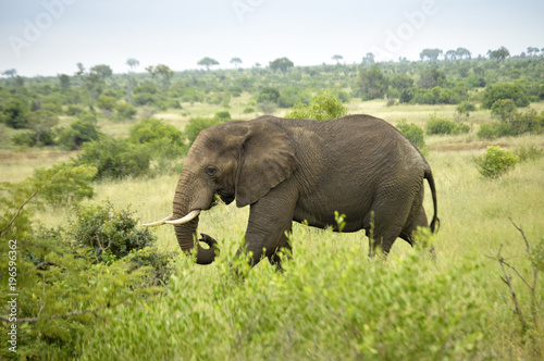 African Elephant     Side View