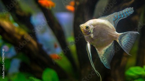 platinum angelfish swimming in aquascape planted tank with moss grow on driftwood