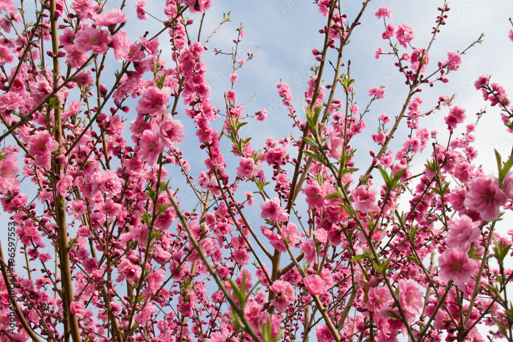 青空と花桃の木とピンクの花