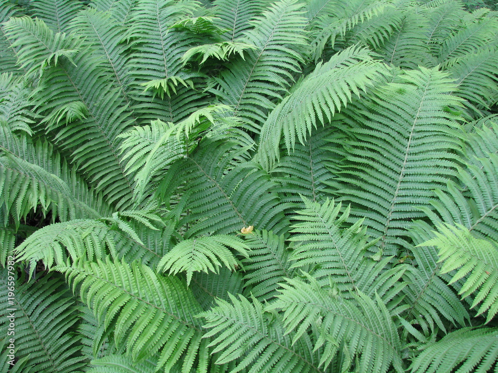 Fern leaves