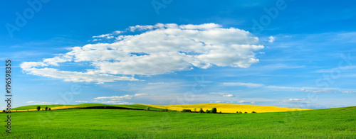 Agricultural Landscape in Spring  Rolling Hills with Fields of Wheat and Rapeseed under Blue Sky