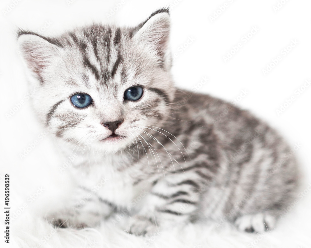 cute kitten is sitting. cute kitten is sitting.