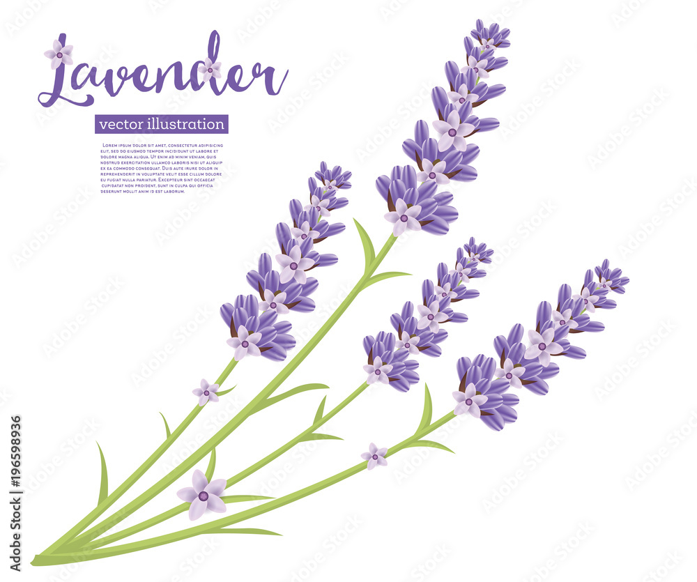 Obraz premium Branch of Lavender Flowers Isolated on White.