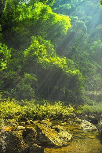 Beautiful beam into the bamboo forest