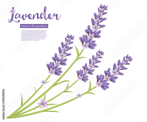 Branch of Lavender Flowers Isolated on White.