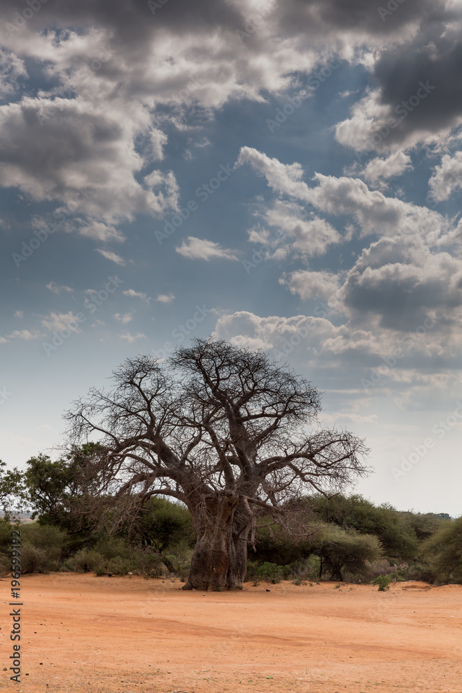 Baobabbaum (Adansonia digitata) - Afrikanischer Affenbrotbaum - Tansania 