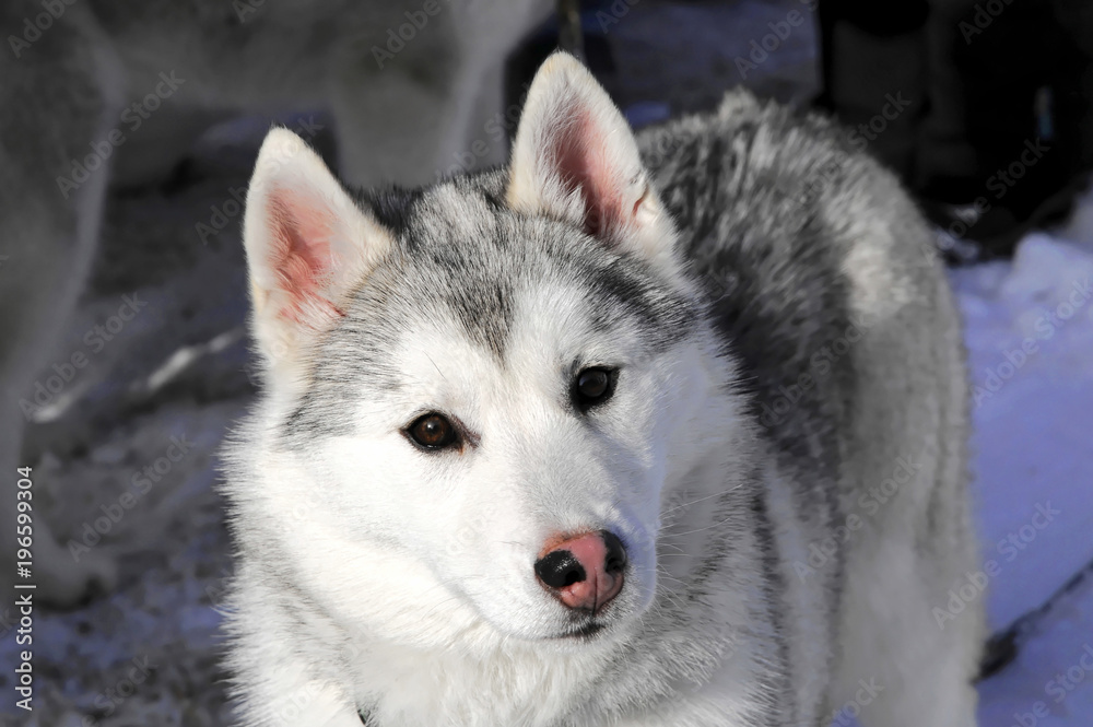 Schlittenhunde, 6. Internationales Schlittenhunderennen 26. - 27. Januar 2013, Inzell, Bayern, Deutschland, Europa