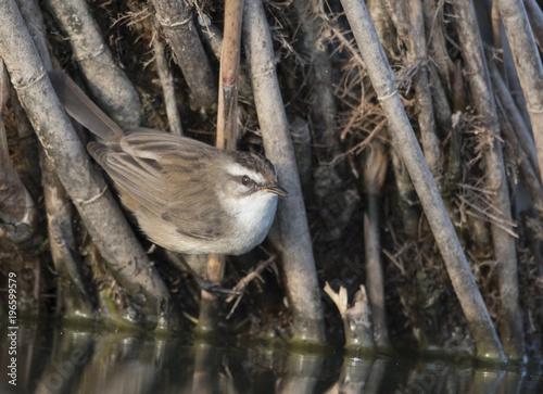 The Moustached warbler photo