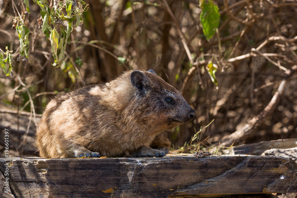 Klippschliefer oder Klippdachs (Procavia capensis) Klippschliefer oder Klippdachs (Procavia capensis)