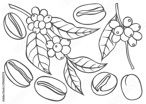 shoots and grains of coffee