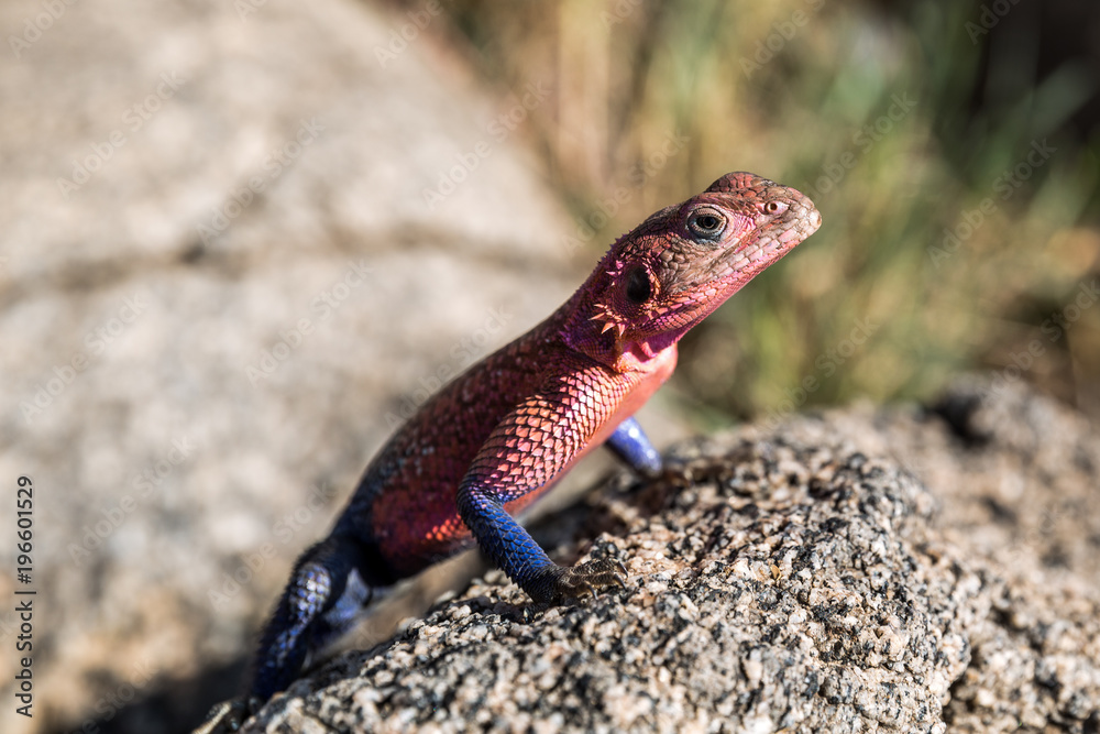 Siedleragame (Agama agama) Siedleragame (Agama agama)
