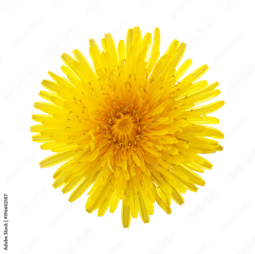 Close-up of yellow dandelion flower isolated on white background. Close-up of yellow dandelion flower isolated on white background.