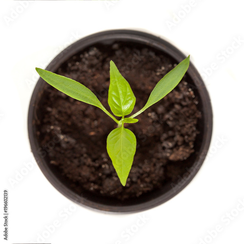 Young pepper sprout in round pot