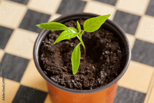 Pepper sprout in pot on chessboard