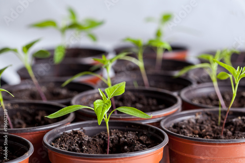 young plant sprouts in brown pots