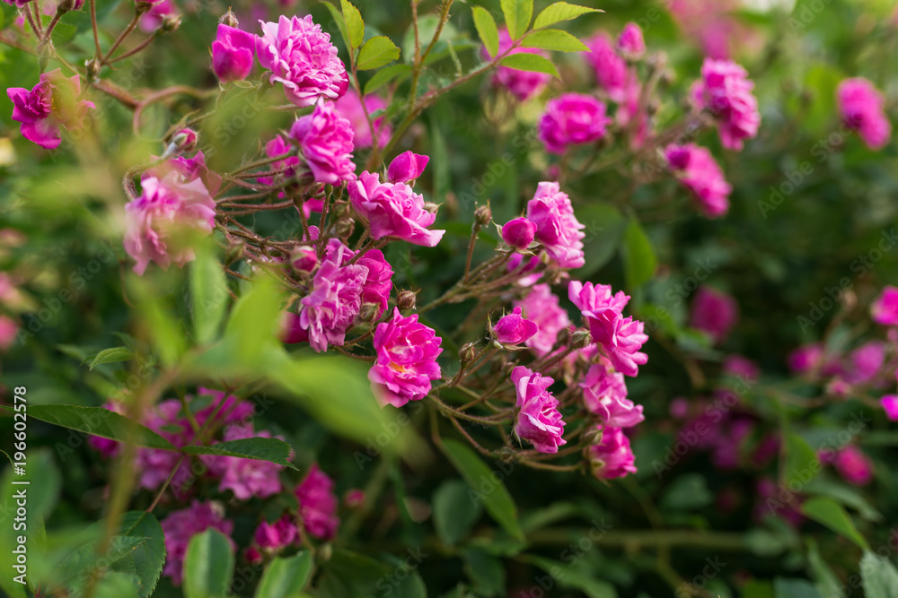 Little blooming pink roses. Flowers. Blooming in the wild. On the background of dark green foliage. Romance and tenderness Little blooming pink roses. Flowers. Blooming in the wild. On the background of dark green foliage. Romance and tenderness