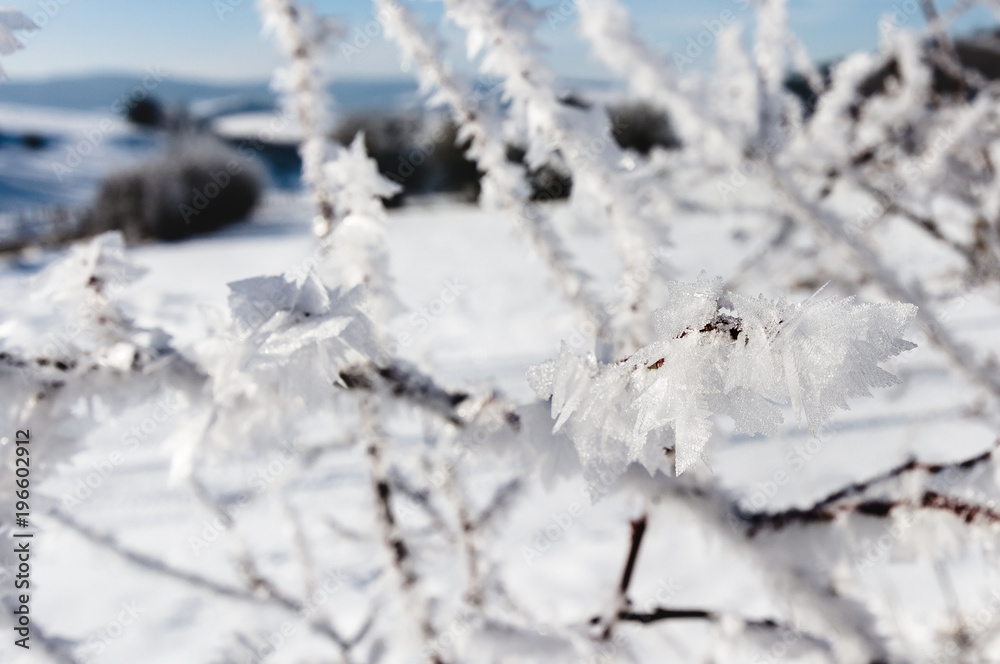 Strauch mit Eiskristallen