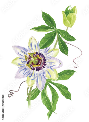 Watercolor passion flower branch