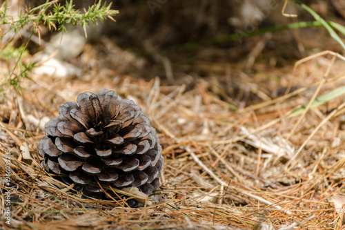 Pine cone and net