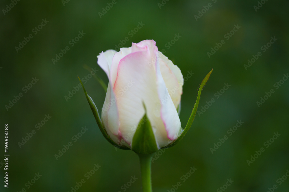 two tone / white and pink bud rose two tone / white and pink bud rose