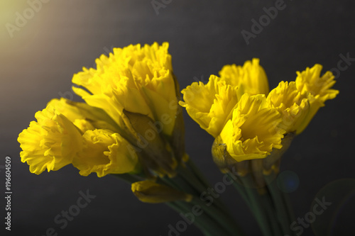 Fototapeta Naklejka Na Ścianę i Meble -  Yellow daffodil on a black background. Flowering of flowers. Copy space 1
