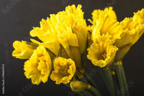 Fototapeta Naklejka Na Ścianę i Meble -  Yellow daffodil on a black background. Flowering of flowers. Copy space 1