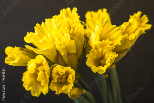 Fototapeta Naklejka Na Ścianę i Meble -  Yellow daffodil on a black background. Flowering of flowers. Copy space 1