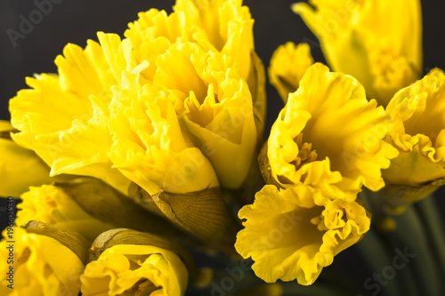Fototapeta Naklejka Na Ścianę i Meble -  Yellow daffodil on a black background. Flowering of flowers. Copy space 1