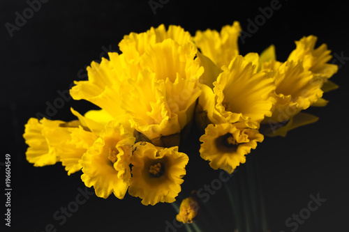 Fototapeta Naklejka Na Ścianę i Meble -  Yellow daffodil on a black background. Flowering of flowers. Copy space 1