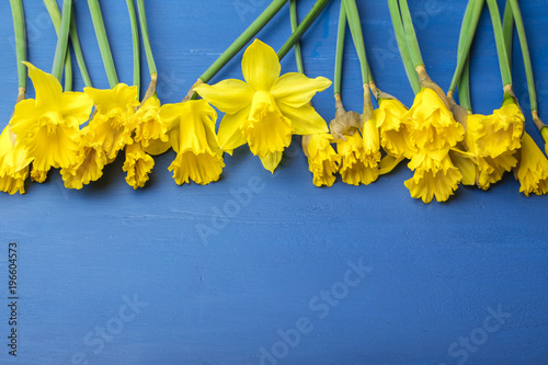 Fototapeta Naklejka Na Ścianę i Meble -  Yellow daffodil on a blue background. Copy space 1