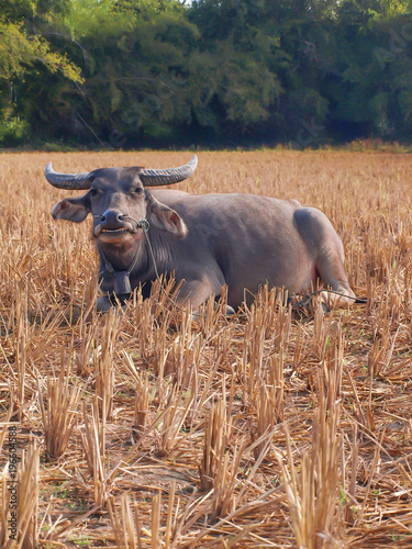 Buffalo in the rice field