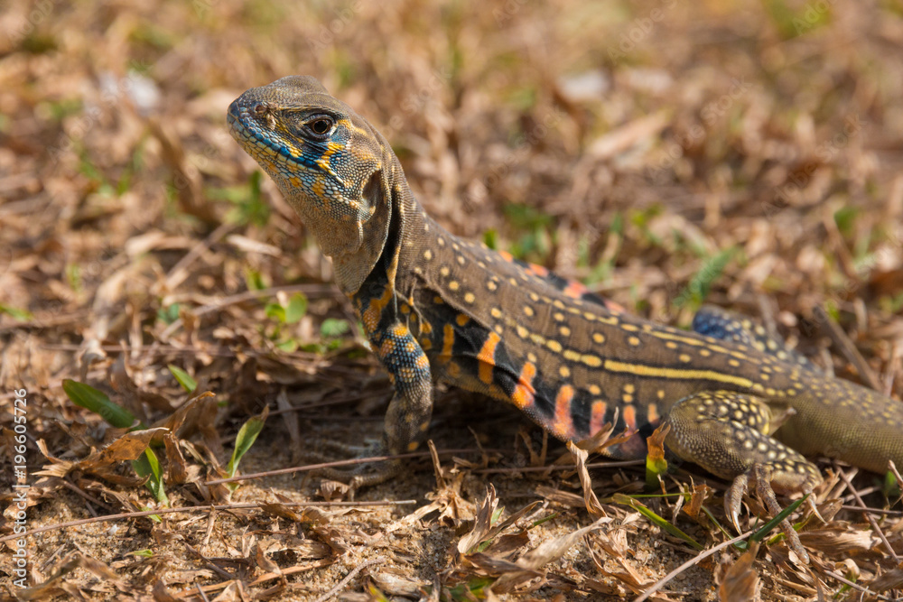 Fototapeta premium A great close-up photo of a leiolepis belliana (common butterfly lizard) taken on a field in Terengganu, Malaysia.