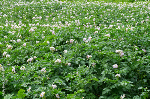 Field of flowering potatoes in Ukraine