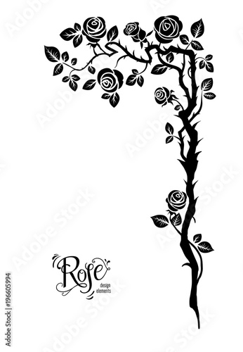 Rose black branch