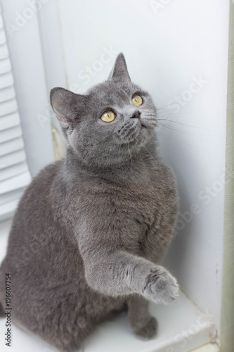 gray British thick cat photo